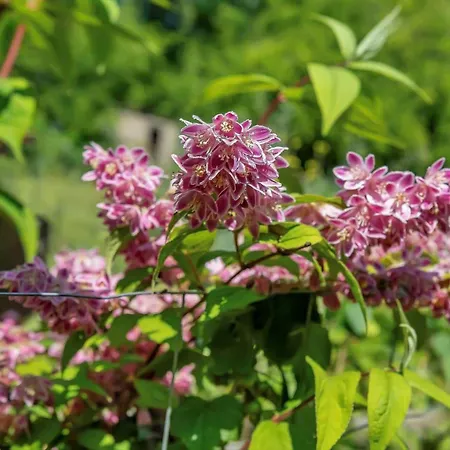 Casa vacanze 11854-nykobing-sj-bakkelodden-11 Nyrup